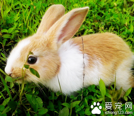 兔子喜欢吃什么菜 要注意最好不含农药