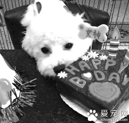 宠物蛋糕受热捧 不要为了贪图时髦而盲目跟随‘潮流’”