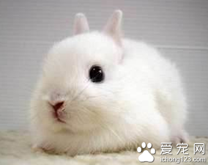 兔子是吃什么的 对淀粉的需求很低