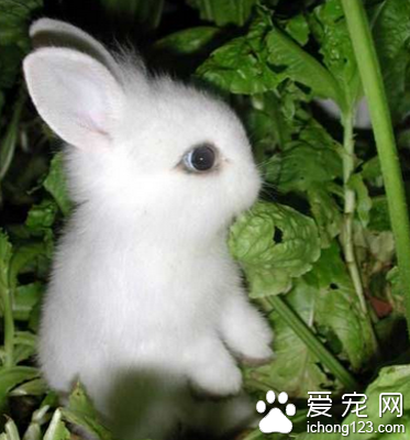 兔子吃撑了怎么办 牧草可以无限量喂食