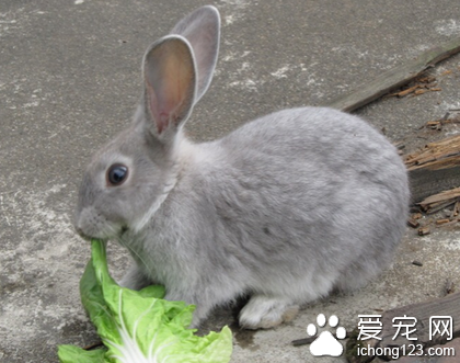兔子吃什么不拉稀 尽量不吃新鲜的蔬菜