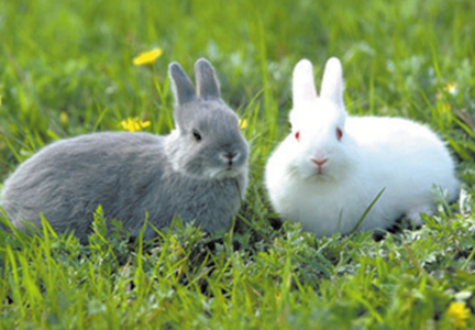 兔子吃什么下奶 适当给母兔增加营养