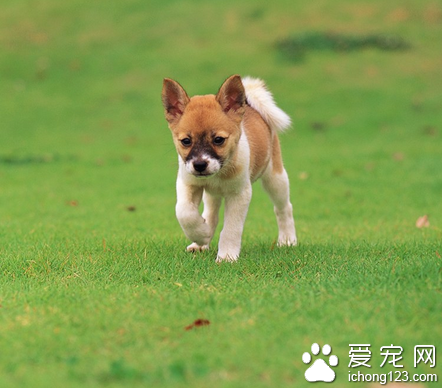 夏季是狗狗肠胃疾病的高发季节 冠能配方犬粮受追捧