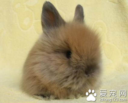 猫猫兔吃什么 主要的粮食是干草