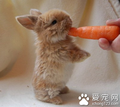 兔子吃什么兔粮好 兔粮具有诸多优点
