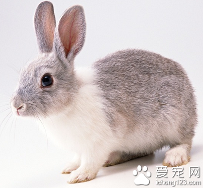 兔子吃什么草好 牧草可以无限量喂食