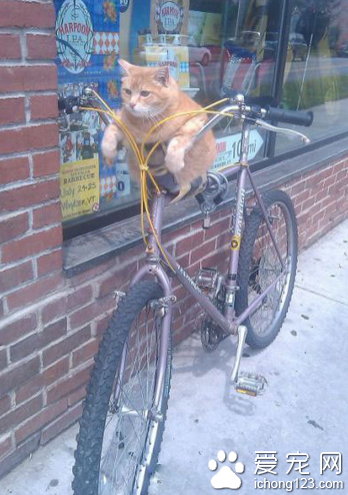 哎，这车咱骑不动啊