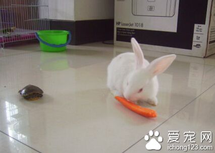 兔子感冒吃什么 注意观察它们食欲和排便