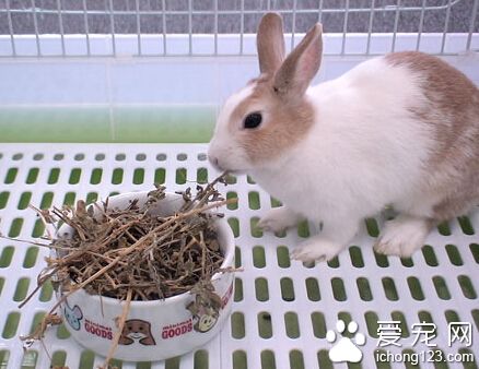 兔子很能吃 具体的量要根据兔子的情况给