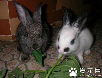兔子都吃什么草 不能喂食新鲜的苜蓿