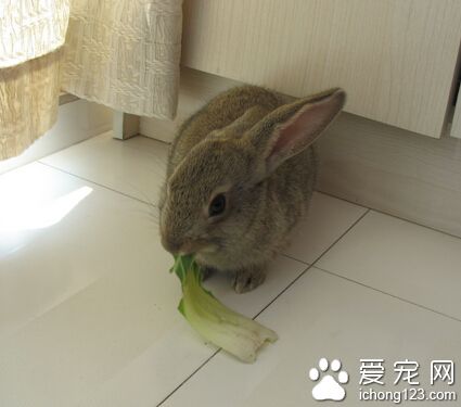 小灰兔吃什么 有异味的饲料不喂