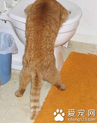 马桶里的水就那么好喝吗？