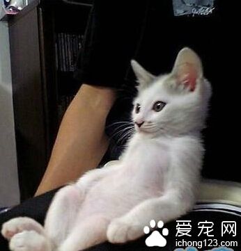 寡人这样靠着看电视刚刚好，你别忙活了，端点鱼干来吧      