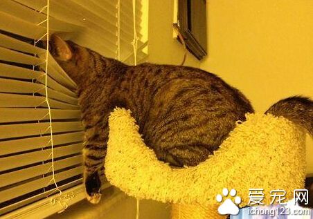 他喜欢用这种姿势看窗外的风景，喵星人的世界人类无法理解