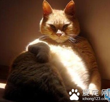 蹲窑子的喵老大，好霸气的气场