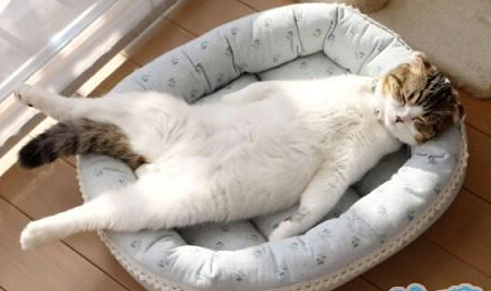 大爷您午睡该起了，晚餐吃小鱼干您看成吗？