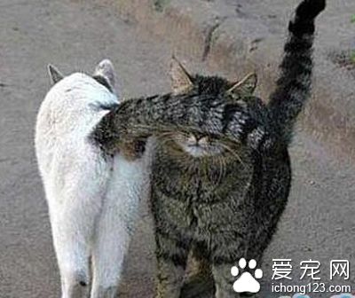 给我瞧仔细了，这尾巴是我的