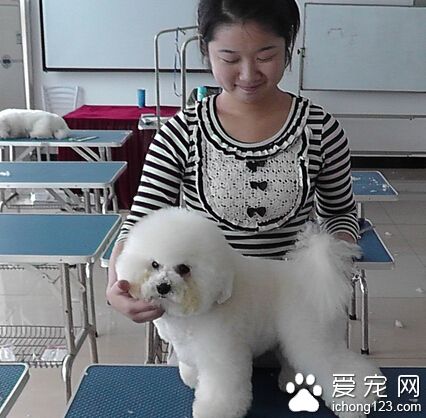 美女宠物美容师又涉散布性爱影片 讯后依恐吓等罪嫌谕令以6万元交保