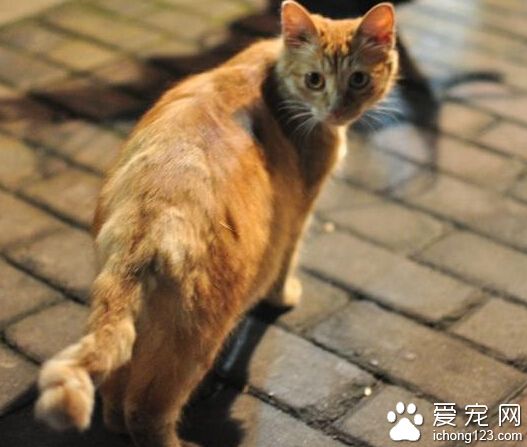 猫咪尾巴形状到底是不是和地域有关呢？
