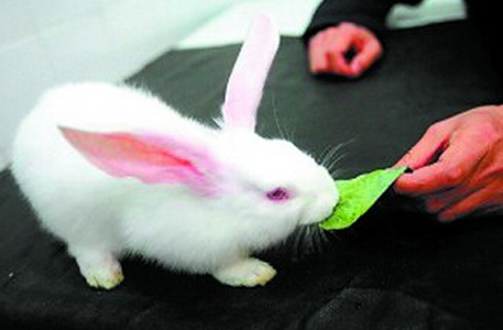 兔子吃苹果 水果会增加肠道负担