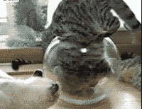 哎呀，尾巴还在外面，帮你塞进去