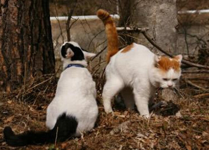 猫叔在嘘嘘，旁边是给望风的