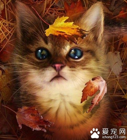 那个……天冷了，可不可以带我回家