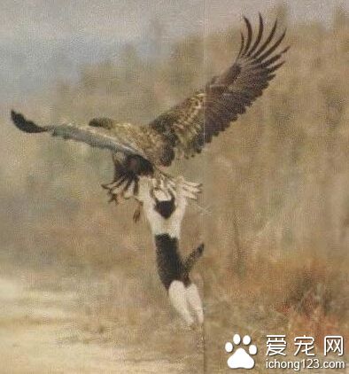 喵星人，你要闹哪样？