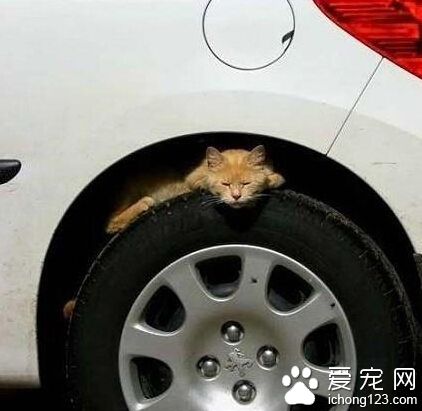 喵咪，你确认躲在那里安全吗