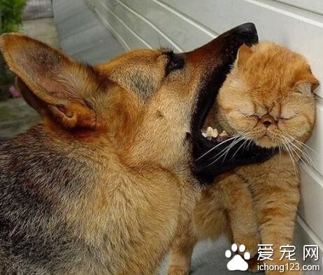 在不把同伙说出来我就咬下去