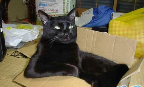 一想到钓鱼岛的事，就郁闷