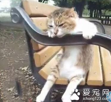 又被小花放鸽子了，郁闷