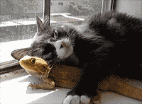 一定很凉快吧，贱喵