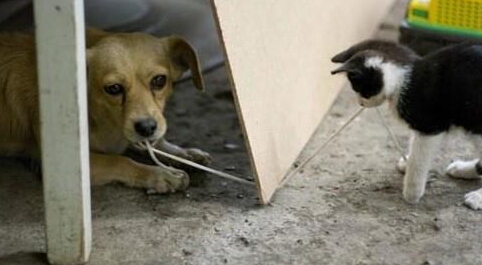 这根面条，究竟会归谁