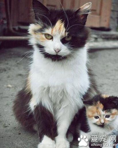 这孩子，右边随我，左边随他妈