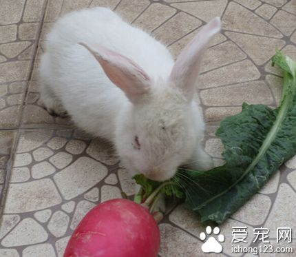 兔子吃兔子毛 家兔食毛癖是常见病