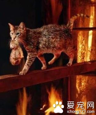 这才叫真正的母爱