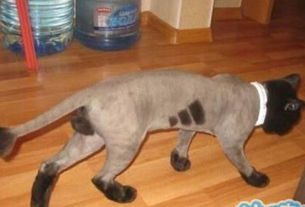 没错儿，老子就是传说中的阿迪达喵