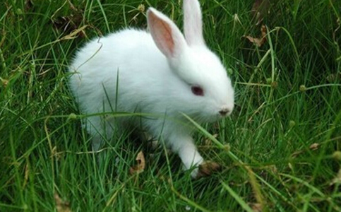 兔子如何吃 兔兔的饮食习惯很难改变