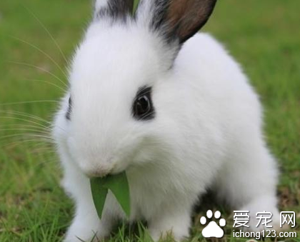 兔子能吃什么不能吃什么 注意合理喂食