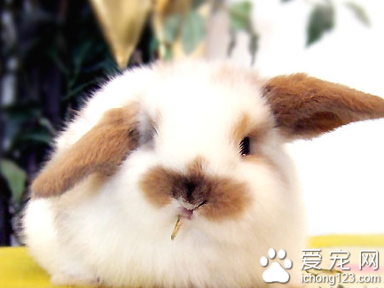 兔子吃猫粮 应该喂食专门的兔食