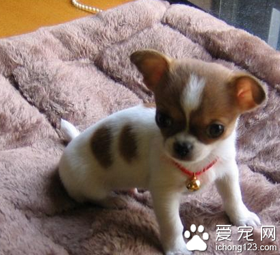 英国最小迷你宠物狗 吉娃娃身高不到8厘米