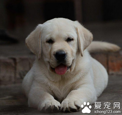 宠物皮肤病的治疗 植物萃取的消毒产品倍受关注