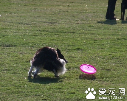 桐梓乡村旅游节在7月25日举行萌宠跑活动