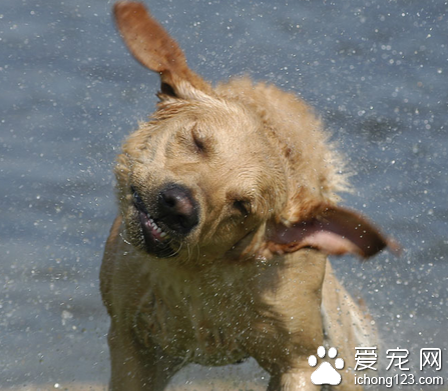 饲主在保障河边给宠物狗洗澡不慎滑下水 他抱着狗不放