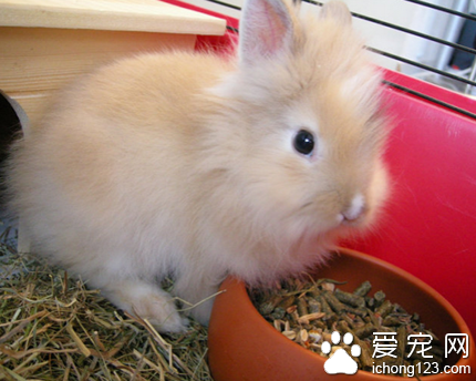 兔子能吃什么消炎药 不能长期使用