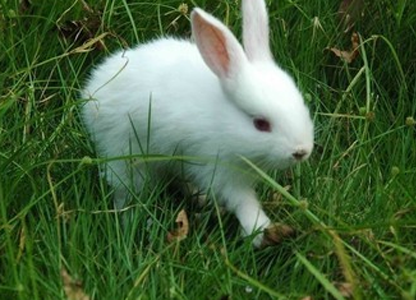 家养小兔子吃什么 蔬菜上不能粘水