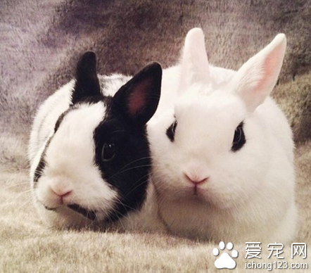 兔子吃狗粮 兔粮与狗粮的成分不一样
