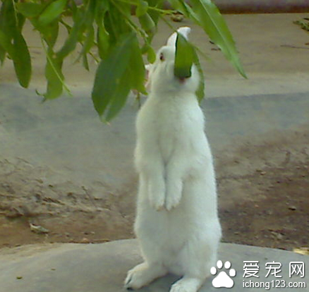 兔子吃不吃肉 肉吃多会造成拉稀