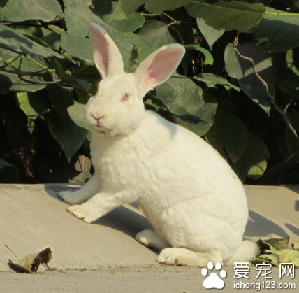 兔子吃什么药 预防球虫病的方法